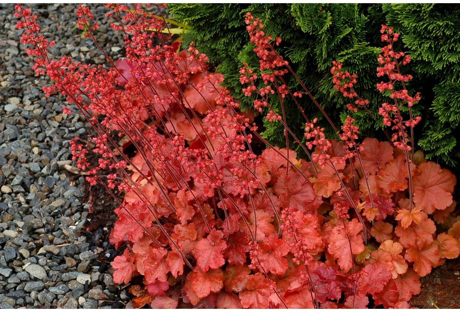 Саженец Гейхера Черри Кола, 1 шт, Весна 2024