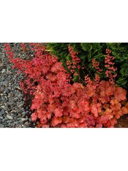 Саженец Гейхера Черри Кола, 1 шт, Весна 2024