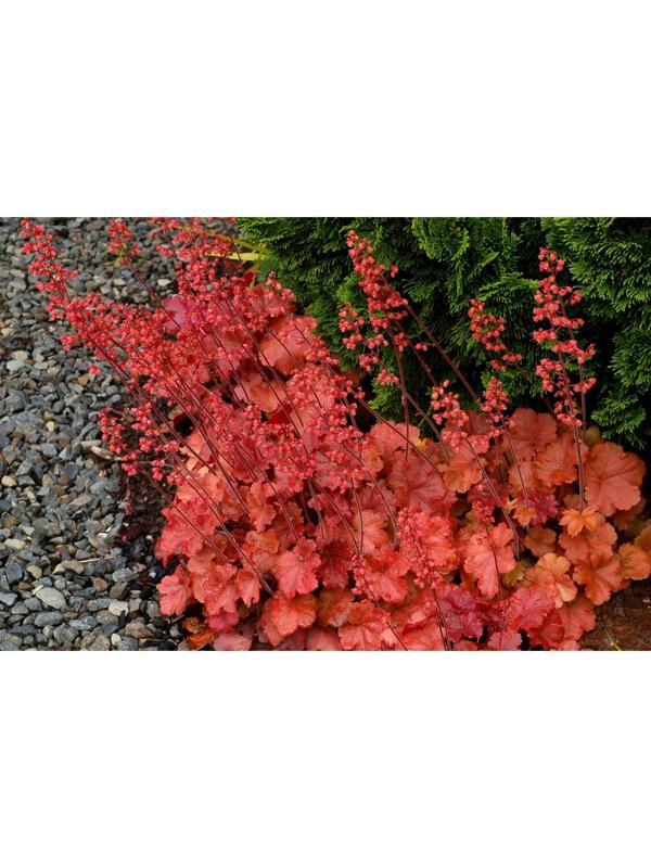 Саженец Гейхера Черри Кола, 1 шт, Весна 2024