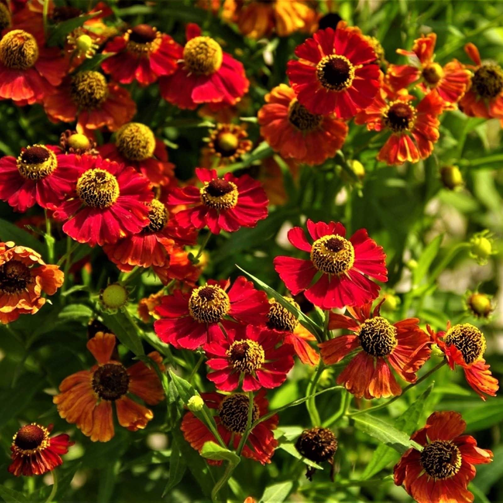 Саженец Гелениум Рубинзверг, 1 шт, Весна 2024