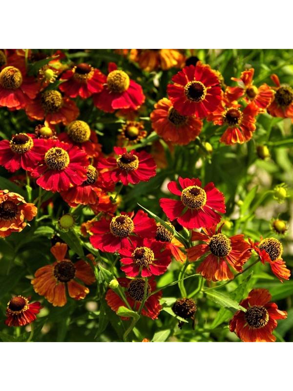 Саженец Гелениум Рубинзверг, 1 шт, Весна 2024