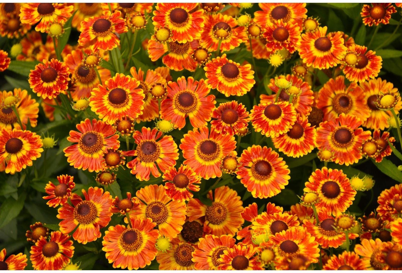 Саженец Гелениум Фуэго, 1 шт, Весна 2024