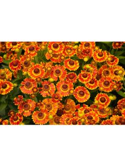 Саженец Гелениум Фуэго, 1 шт, Весна 2024