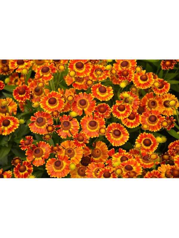 Саженец Гелениум Фуэго, 1 шт, Весна 2024