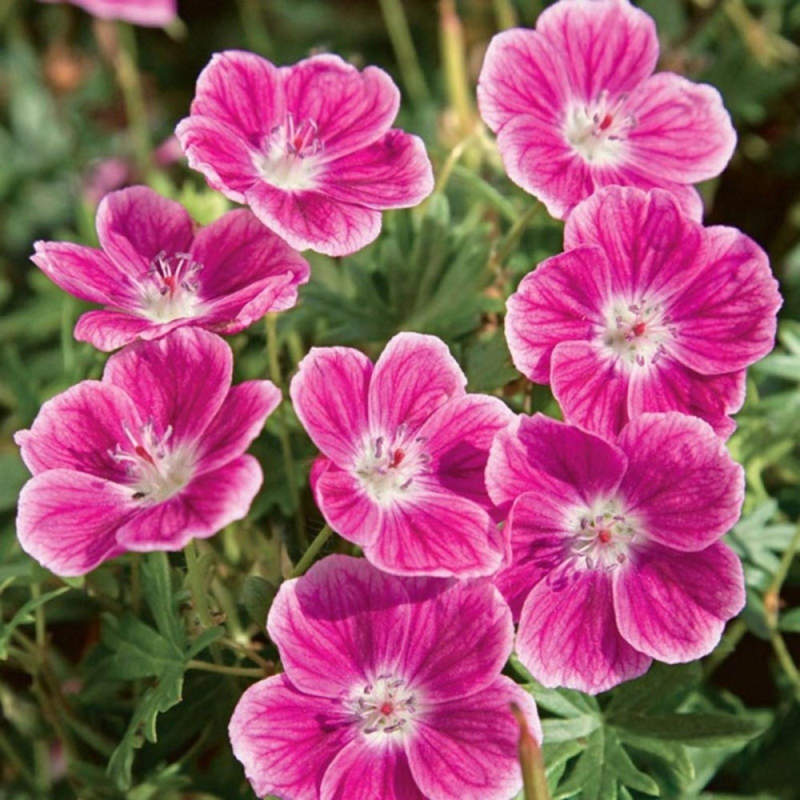 Саженец Герань кроваво-красная Эльке, 1 шт, Весна 2024