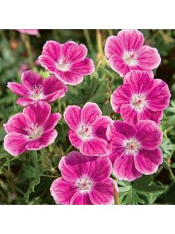 Саженец Герань кроваво-красная Эльке, 1 шт, Весна 2024