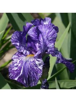 Саженец Ирис бородатый Батик, 1 шт, Весна 2024