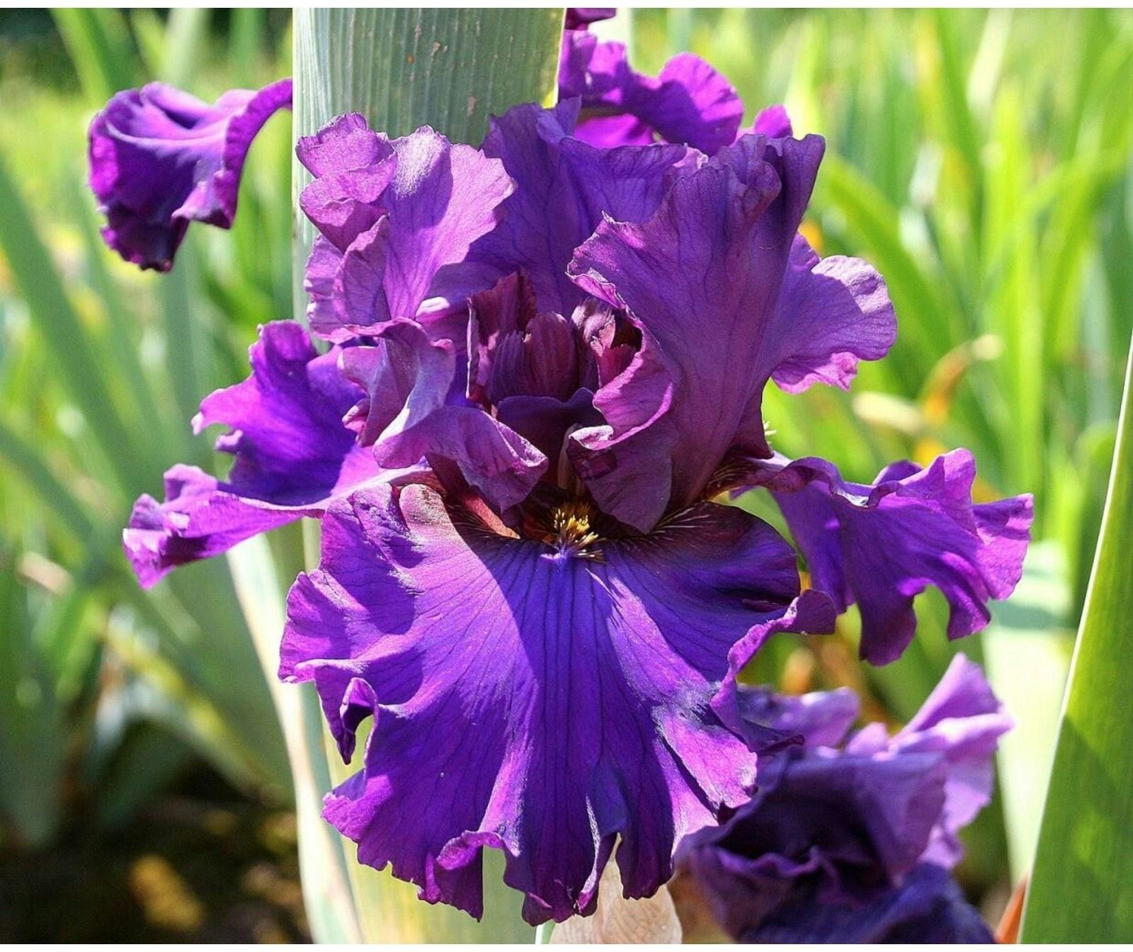 Саженец Ирис бородатый Блю Бёрд Вайн, 1 шт, Весна 2024