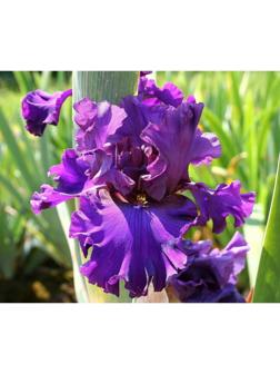 Саженец Ирис бородатый Блю Бёрд Вайн, 1 шт, Весна 2024