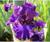 Саженец Ирис бородатый Блю Бёрд Вайн, 1 шт, Весна 2024