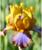 Саженец Ирис бородатый Браун Лассо, 1 шт, Весна 2024