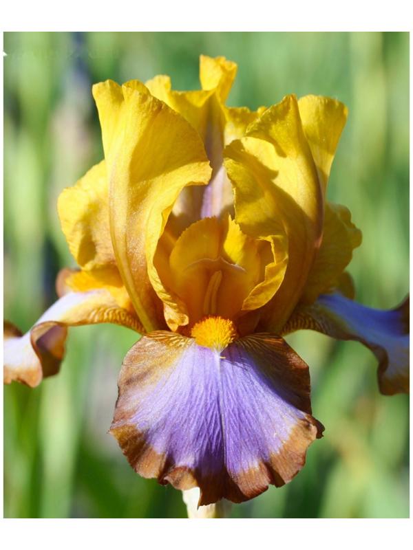 Саженец Ирис бородатый Браун Лассо, 1 шт, Весна 2024