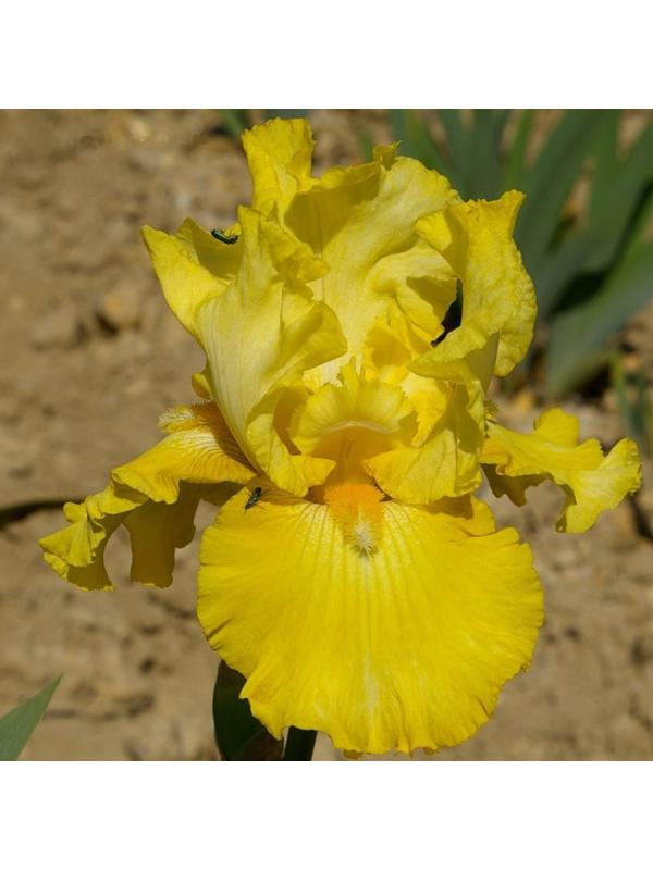 Саженец Ирис бородатый Голден Эппл, 1 шт, Весна 2024