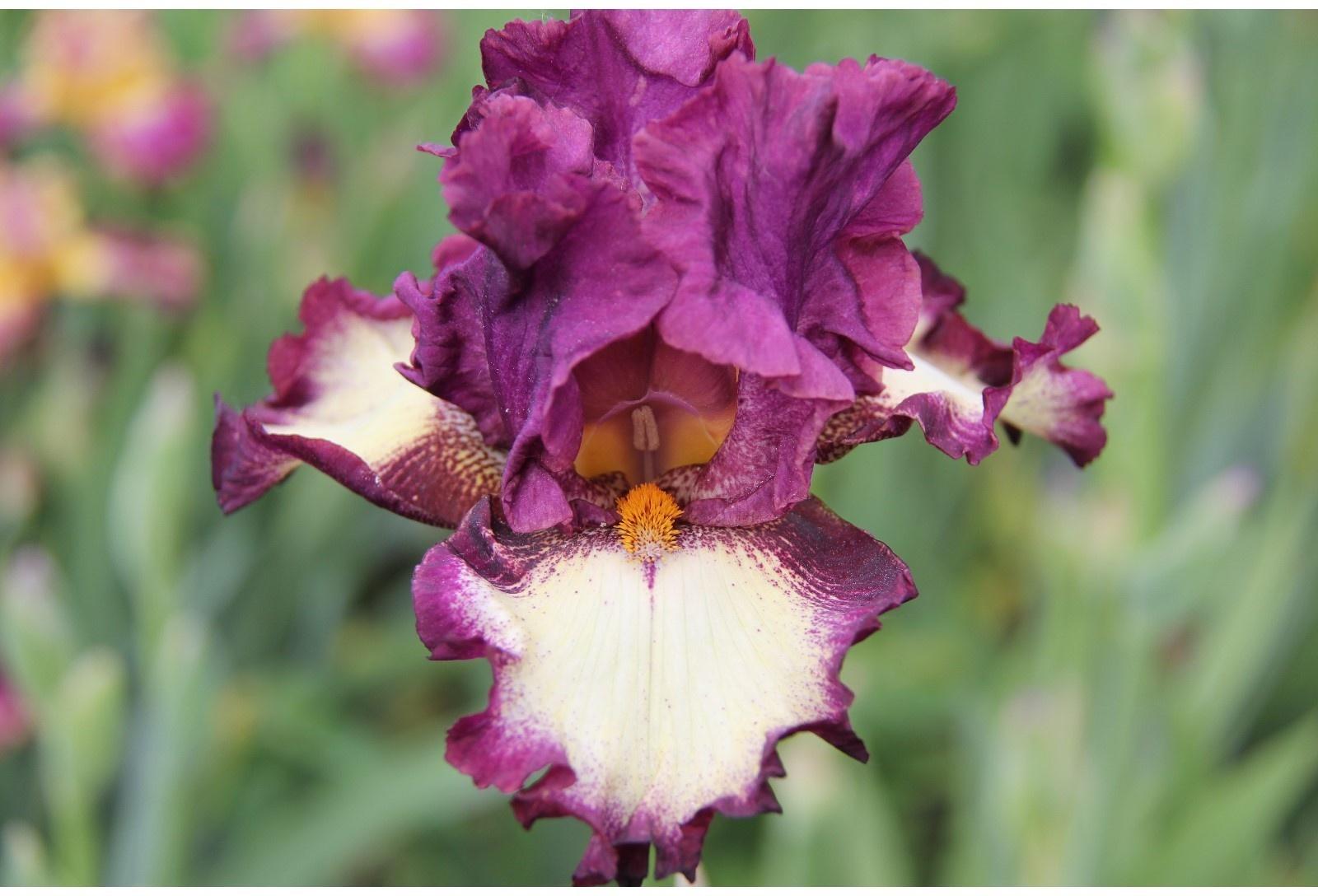 Саженец Ирис бородатый Кринолин, 1 шт, Весна 2024