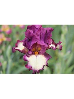 Саженец Ирис бородатый Кринолин, 1 шт, Весна 2024