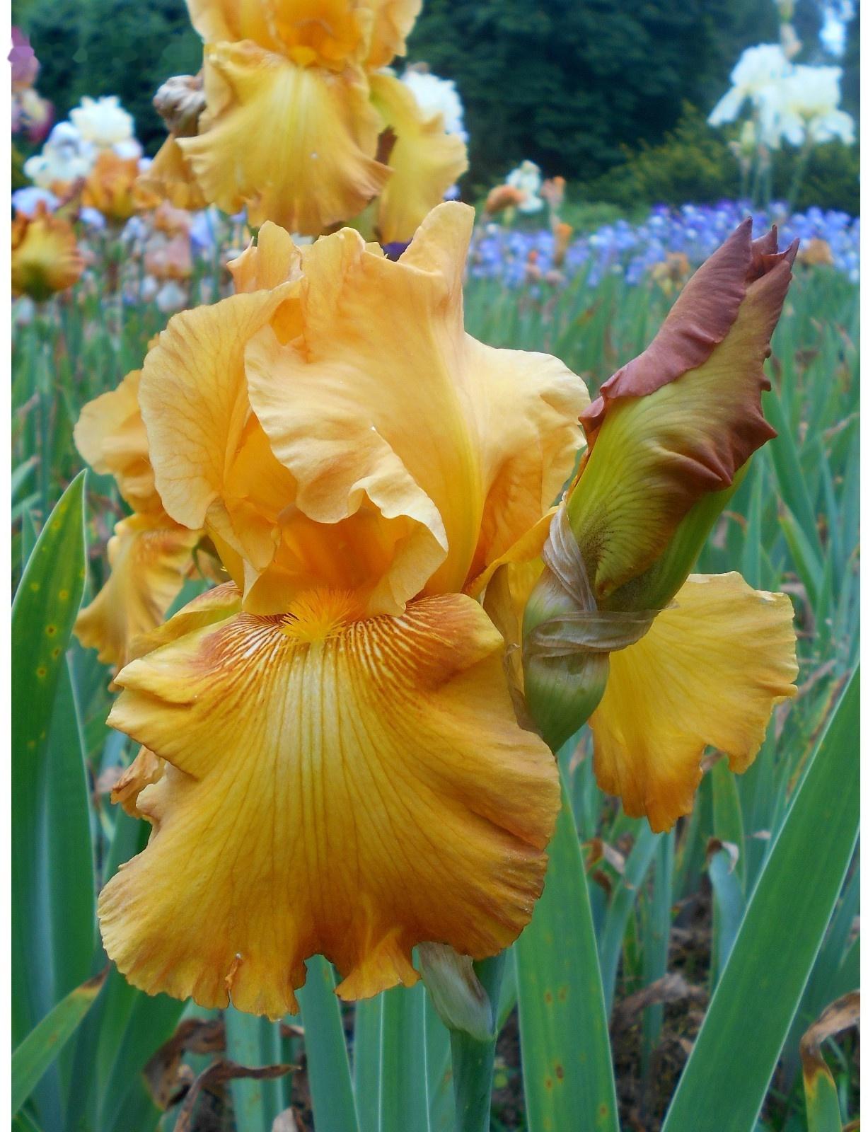 Саженец Ирис бородатый Рустик Цедар, 1 шт, Весна 2024