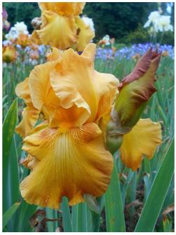 Саженец Ирис бородатый Рустик Цедар, 1 шт, Весна 2024