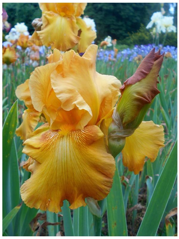 Саженец Ирис бородатый Рустик Цедар, 1 шт, Весна 2024