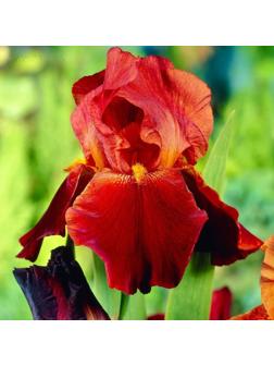 Саженец Ирис бородатый Салтанс Пэлас, 1 шт, Весна 2024