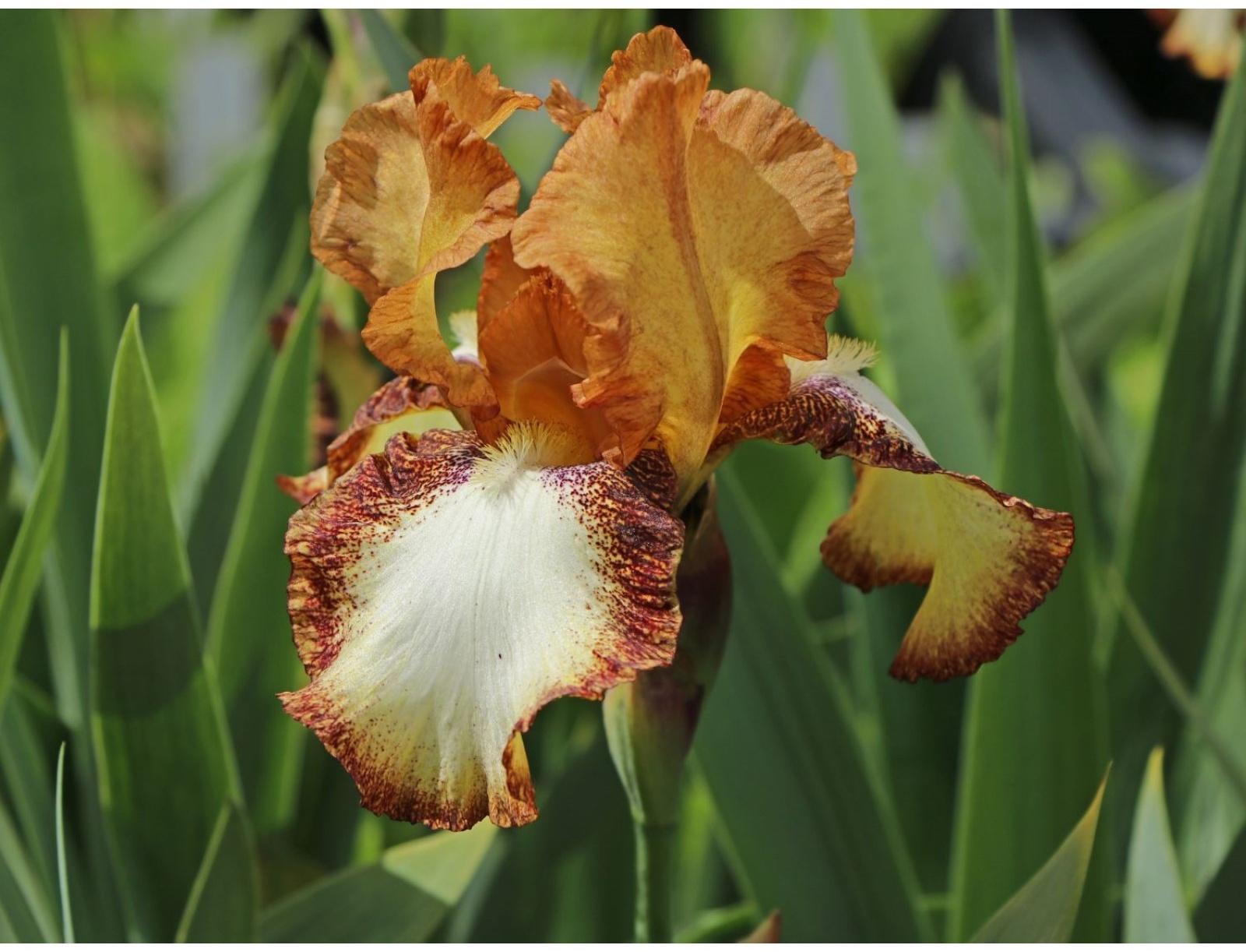 Саженец Ирис бородатый Спреклес, 1 шт, Весна 2024