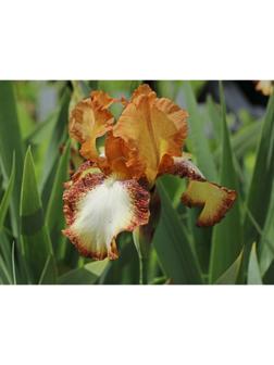 Саженец Ирис бородатый Спреклес, 1 шт, Весна 2024