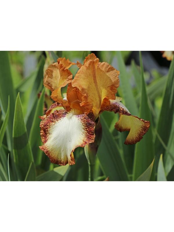 Саженец Ирис бородатый Спреклес, 1 шт, Весна 2024