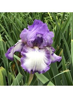 Саженец Ирис бородатый Эрл оф Эссекс, 1 шт, Весна 2024