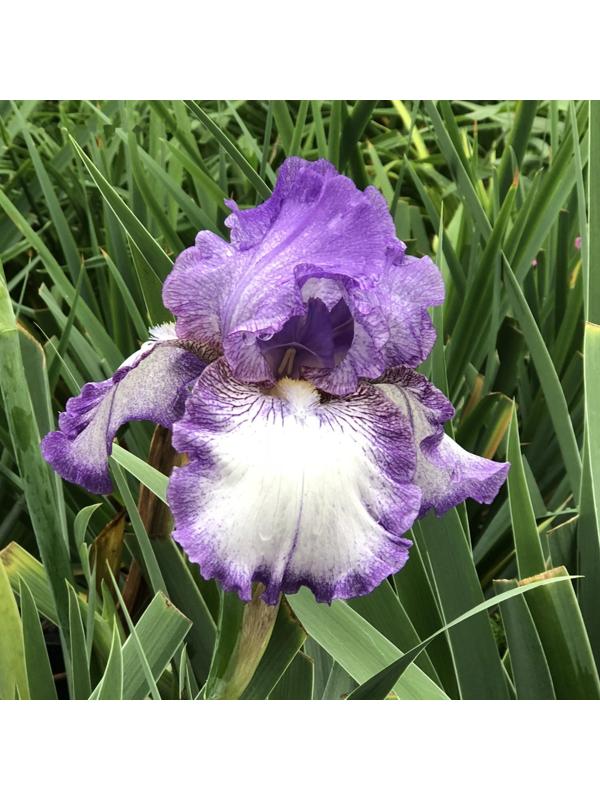 Саженец Ирис бородатый Эрл оф Эссекс, 1 шт, Весна 2024