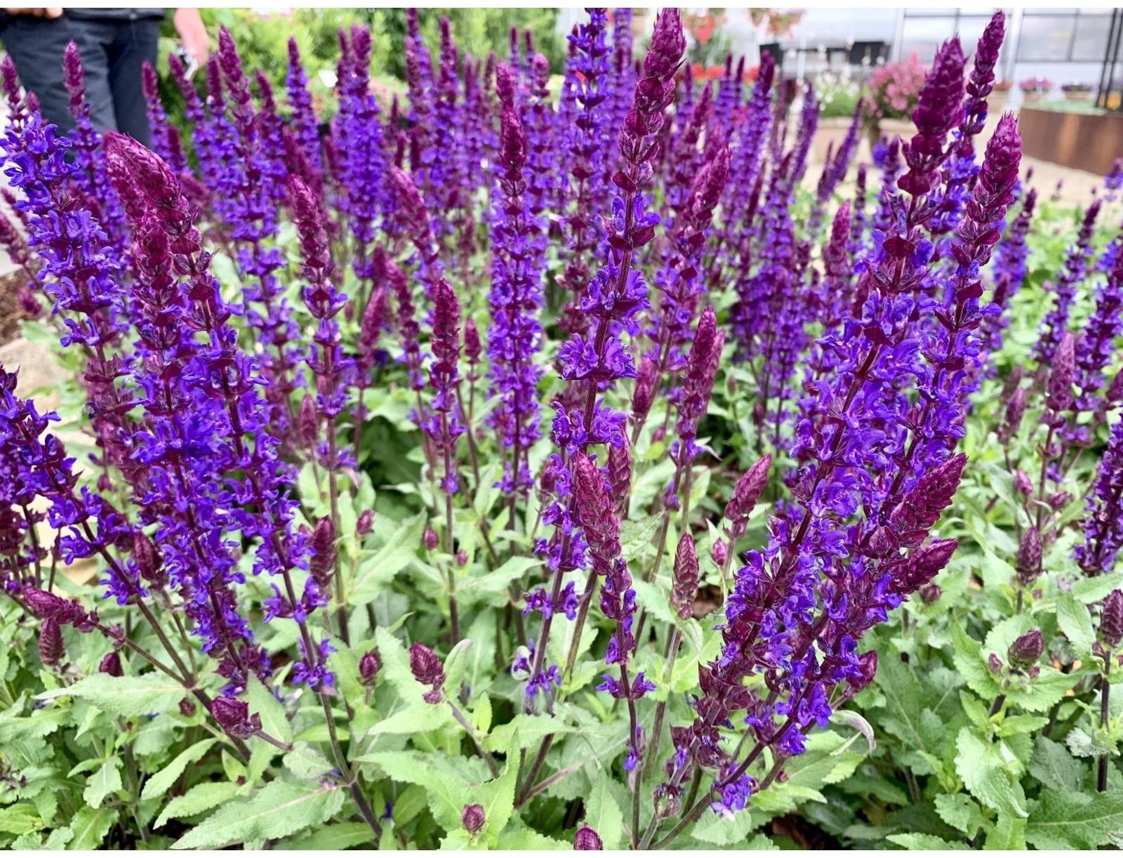 Саженец Шалфей Блю Букетта, 1 шт, Весна 2024