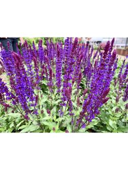 Саженец Шалфей Блю Букетта, 1 шт, Весна 2024