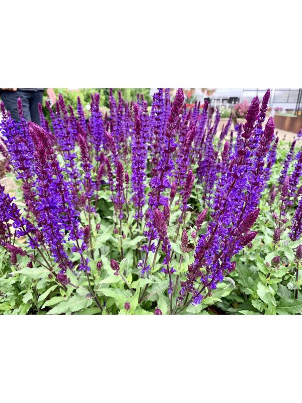 Саженец Шалфей Блю Букетта, 1 шт, Весна 2024