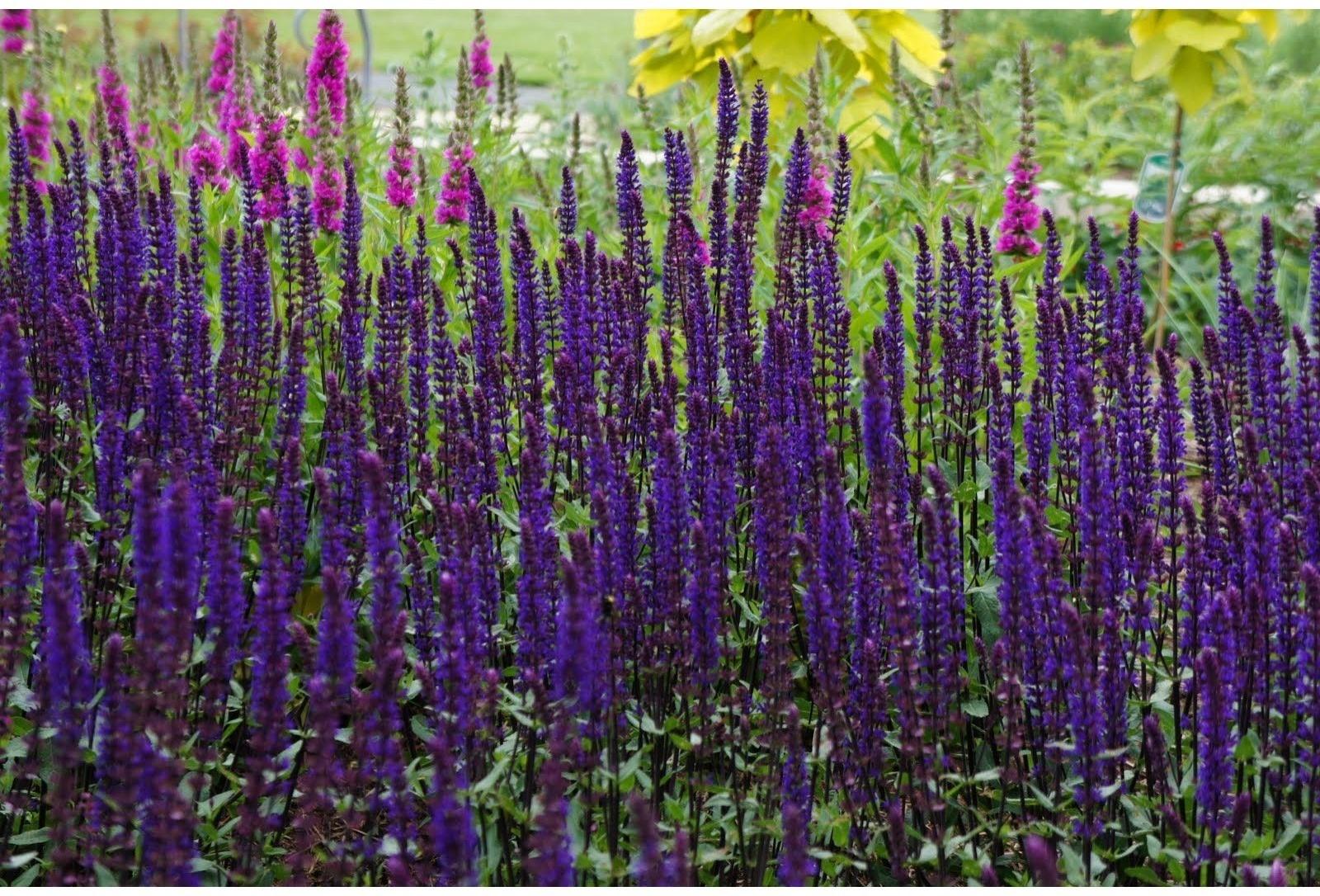 Саженец Шалфей Карадонна, 1 шт, Весна 2024