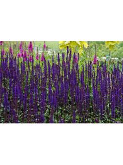 Саженец Шалфей Карадонна, 1 шт, Весна 2024