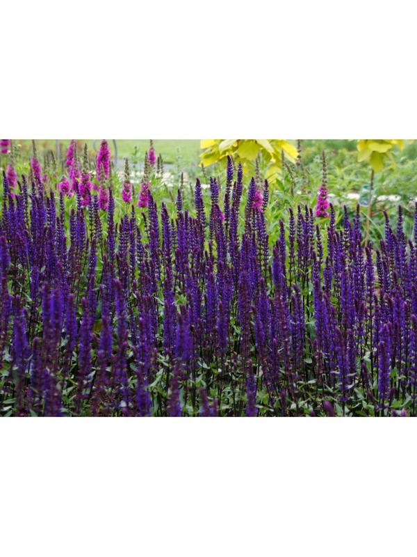 Саженец Шалфей Карадонна, 1 шт, Весна 2024