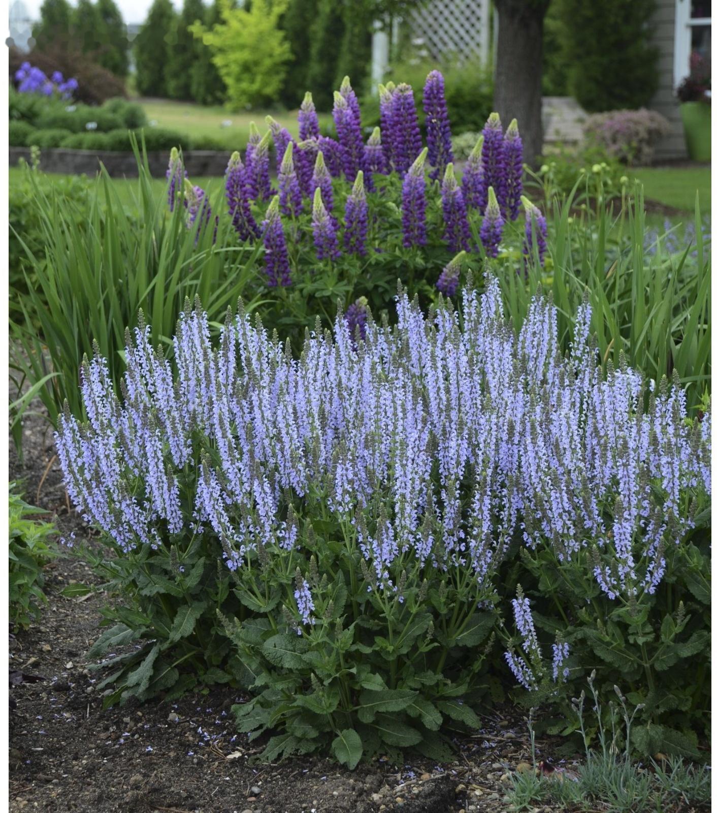 Саженец Шалфей Кристалл Блю, 1 шт, Весна 2024