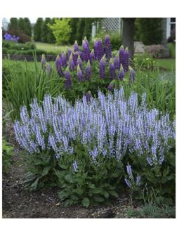 Саженец Шалфей Кристалл Блю, 1 шт, Весна 2024