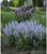 Саженец Шалфей Кристалл Блю, 1 шт, Весна 2024