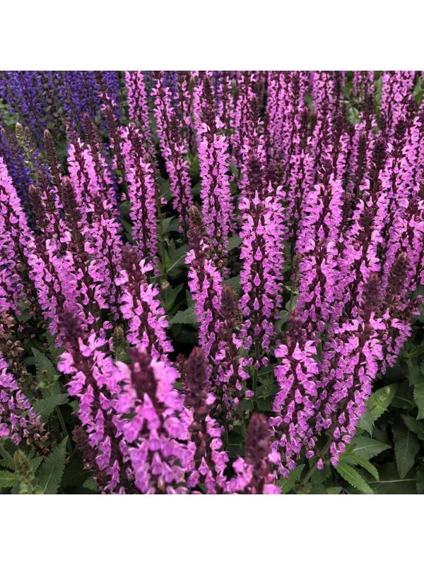 Саженец Шалфей Пинк Парадайз, 1 шт, Весна 2024