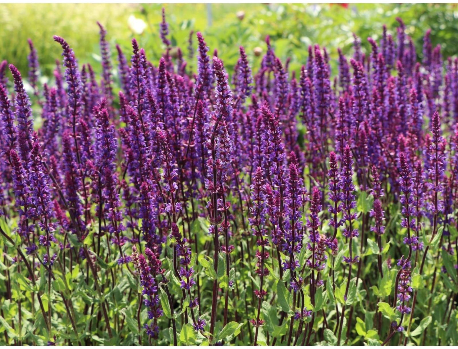 Саженец Шалфей Швелленбург, 1 шт, Весна 2024