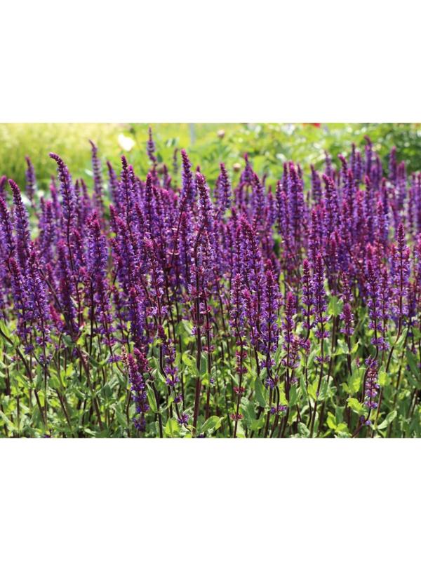 Саженец Шалфей Швелленбург, 1 шт, Весна 2024