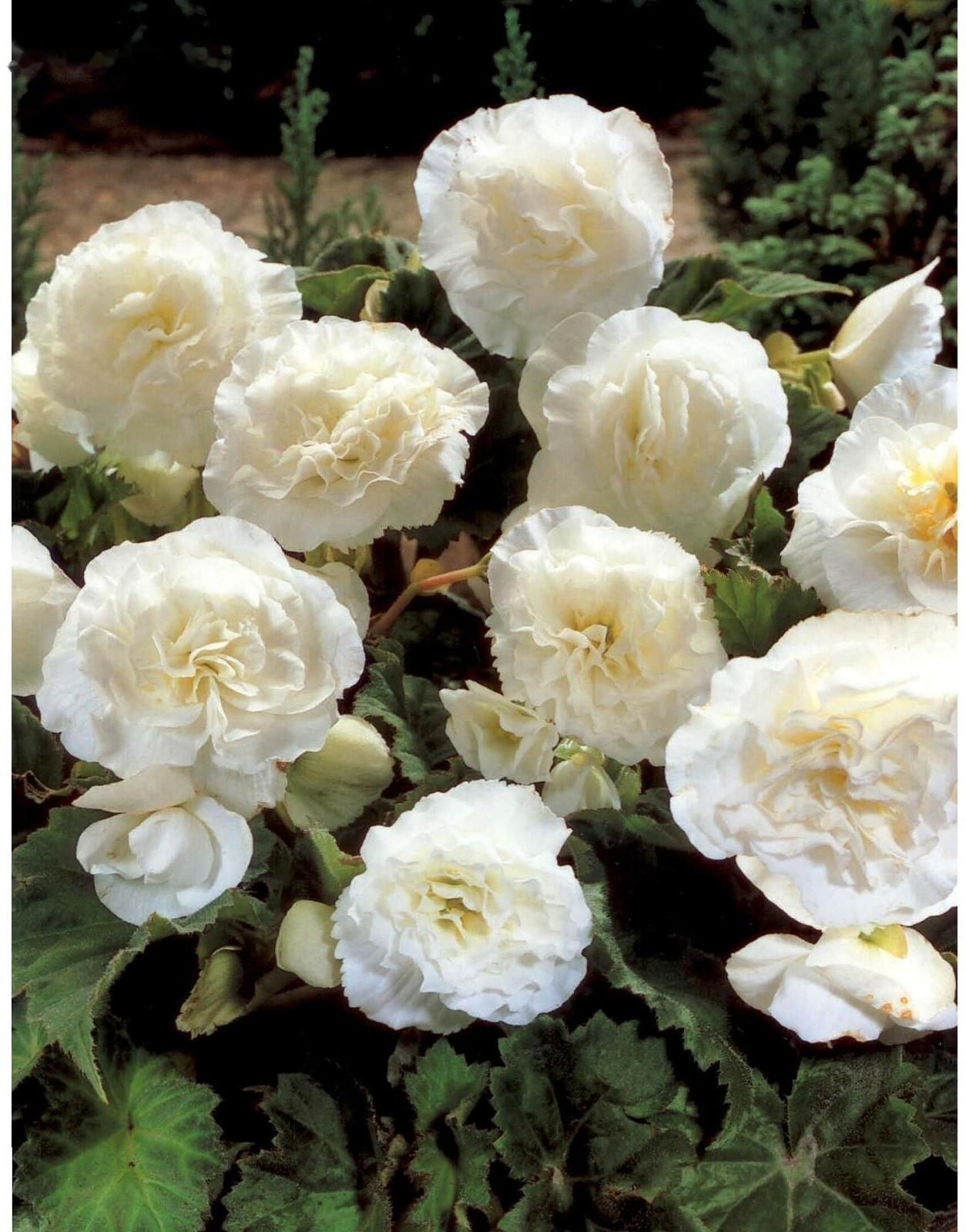 Бегония Нон-стоп Вайт, р-р 4/5, 2 шт, Весна 2024