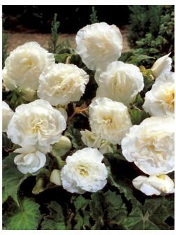 Бегония Нон-стоп Вайт, р-р 4/5, 2 шт, Весна 2024