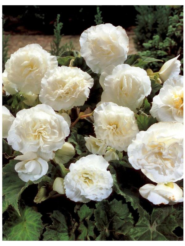 Бегония Нон-стоп Вайт, р-р 4/5, 2 шт, Весна 2024