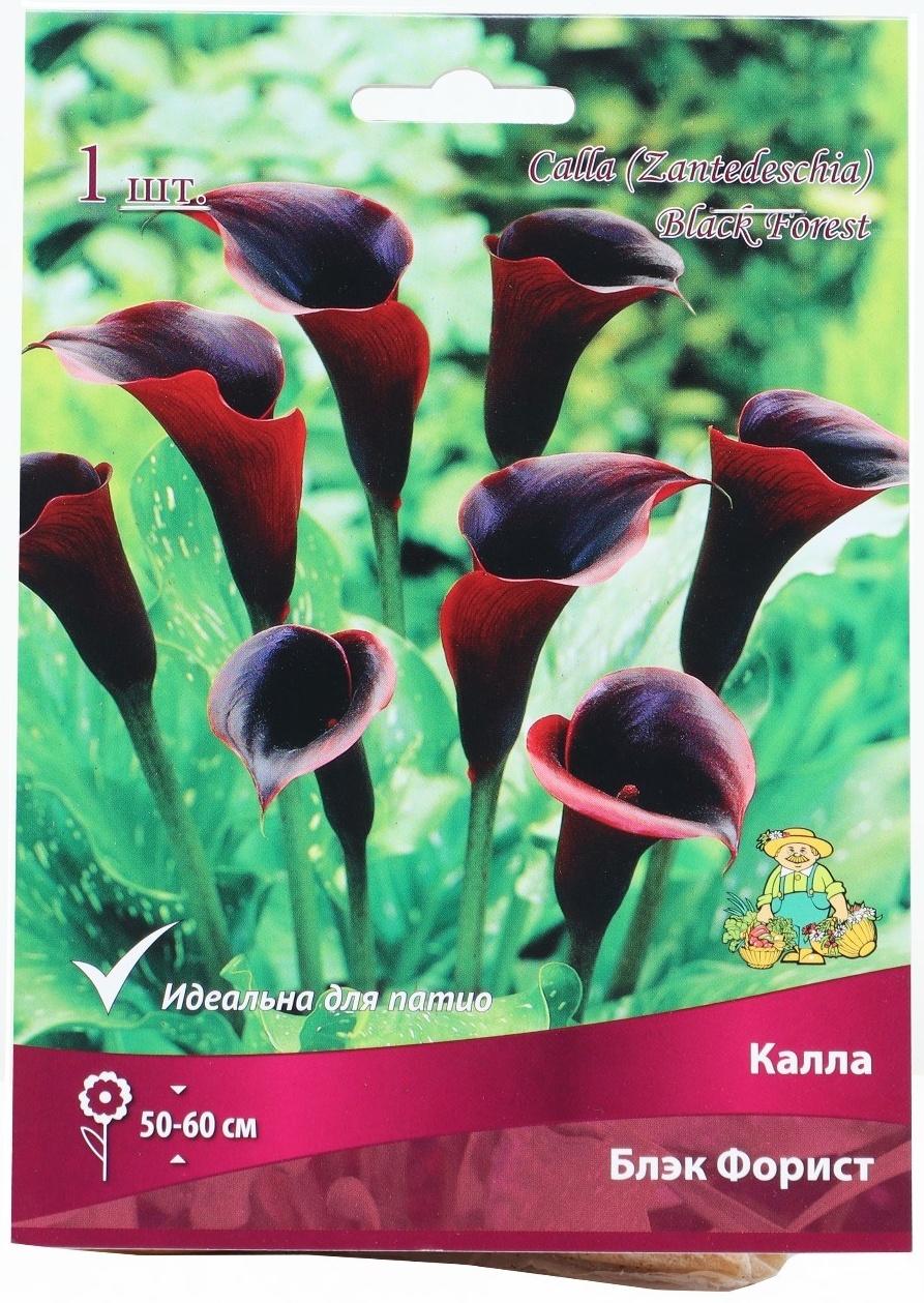 Калла Блэк Форист, р-р 14/16, 1 шт, Весна 2024