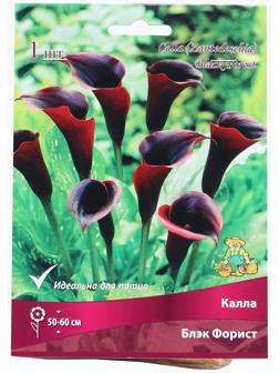 Калла Блэк Форист, р-р 14/16, 1 шт, Весна 2024