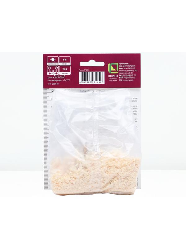 Калла Блэк Форист, р-р 14/16, 1 шт, Весна 2024