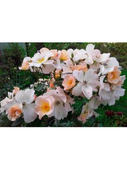 Саженец Роза мускусные гибриды 