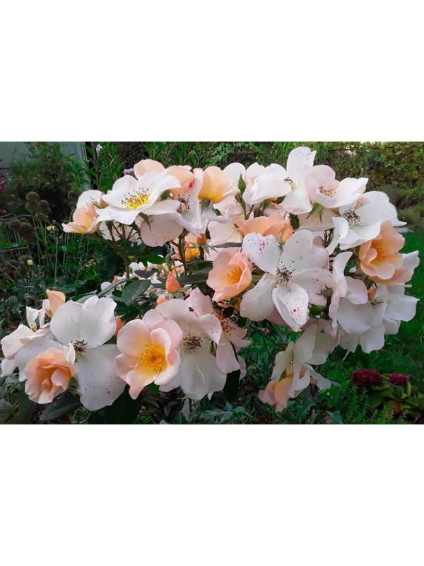 Саженец Роза мускусные гибриды 