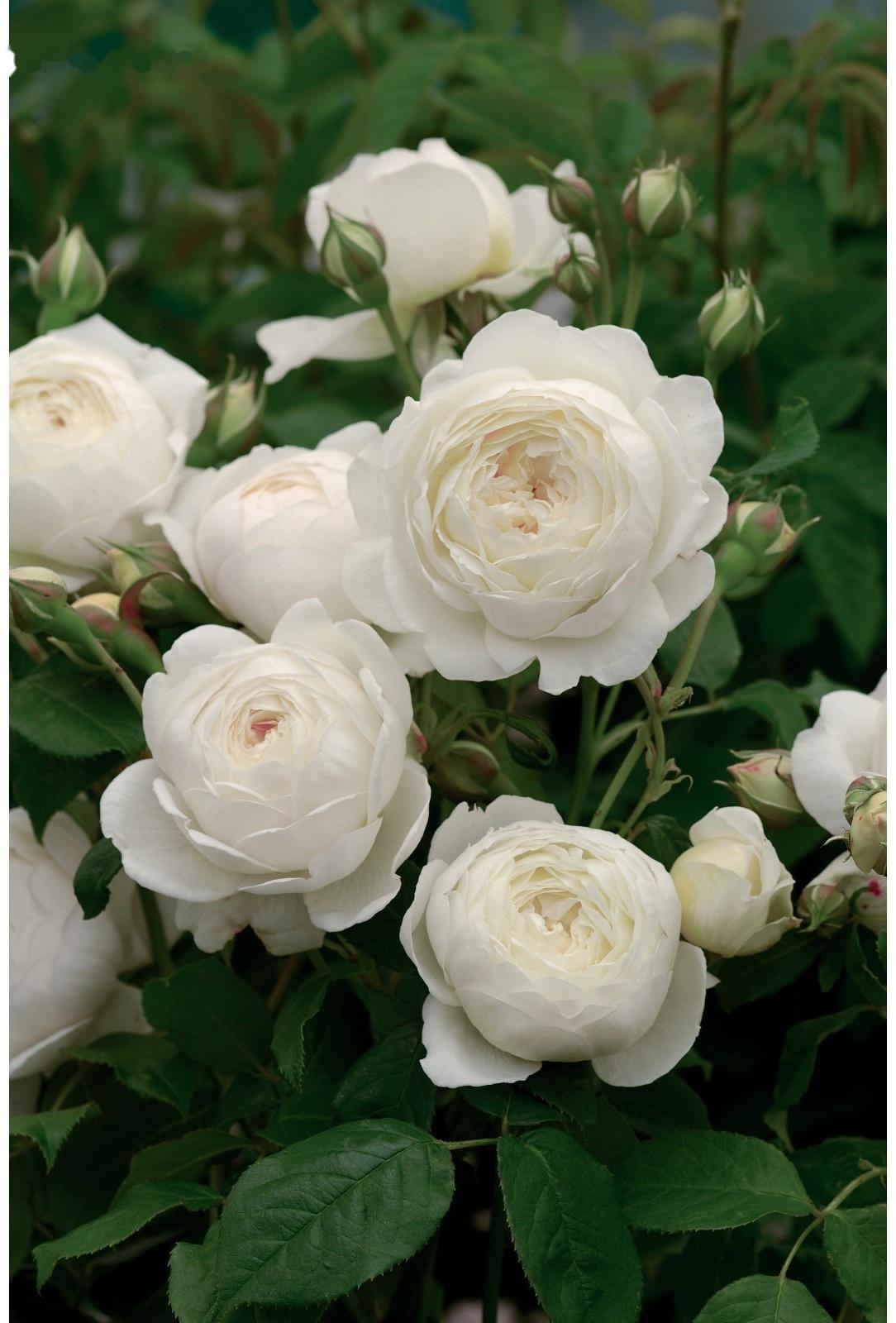 Саженец Роза английская парковая 