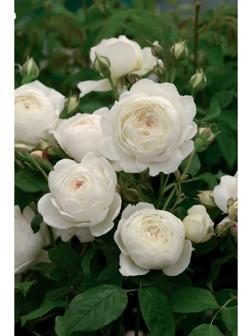 Саженец Роза английская парковая 